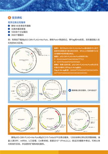 病毒包裝相關(guān)試劑盒及一站式服務(wù)，為科研保駕護(hù)航
